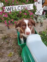 Kurt, a male Australian Shepherd for sale in Centerville, IA – 8 of 8