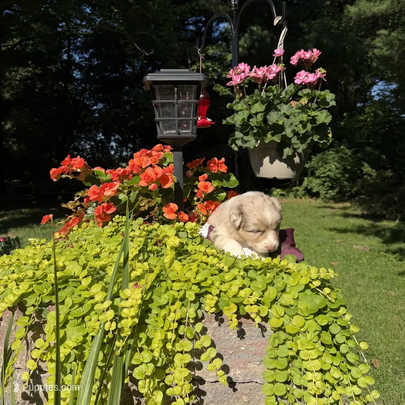 Betzy – Australian Shepherd puppy for sale in Centerville, IA