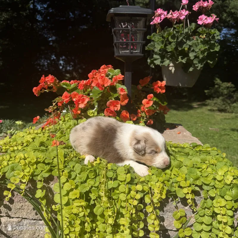 Korey – Australian Shepherd puppy for sale in Centerville, IA