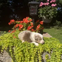 Korey, a male Australian Shepherd for sale in Centerville, IA – 1 of 6