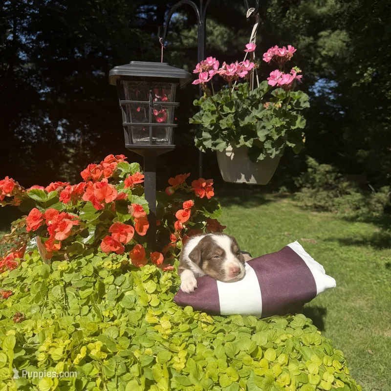 Kurt – Australian Shepherd puppy for sale in Centerville, IA