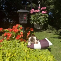 Kurt, a male Australian Shepherd for sale in Centerville, IA – 1 of 6