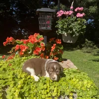Kinza, a female Australian Shepherd for sale in Centerville, IA – 4 of 5