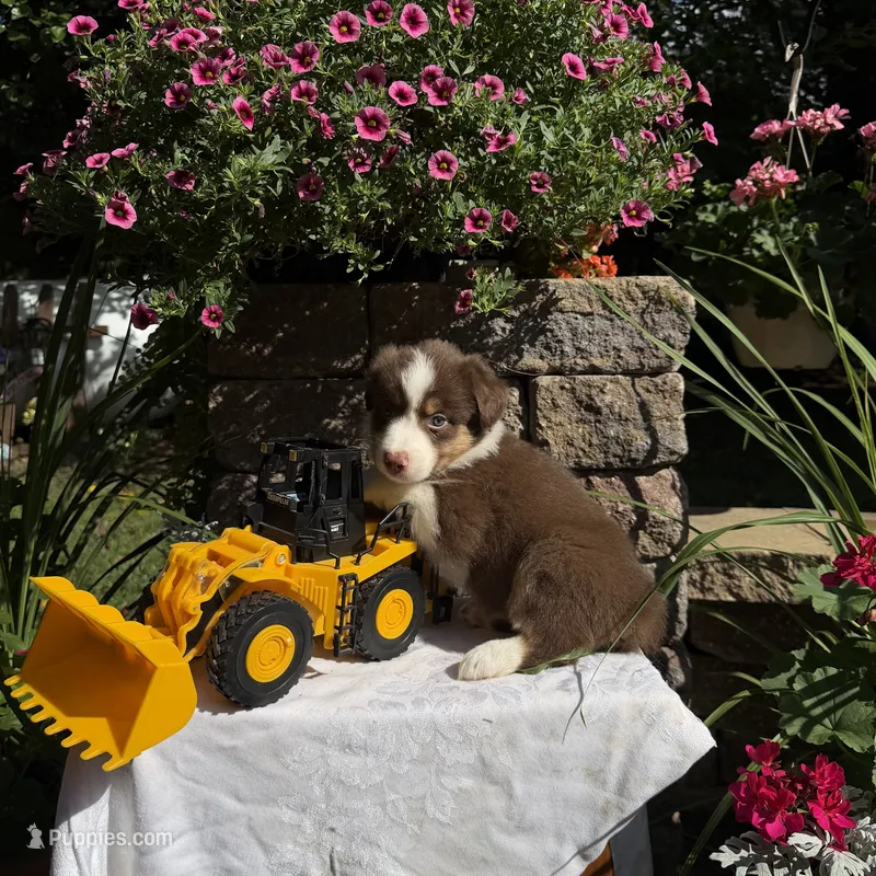 Orli – Australian Shepherd puppy for sale in Centerville, IA