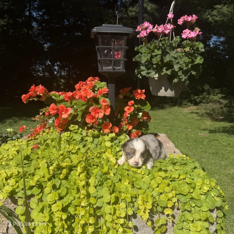 Ottis – Australian Shepherd puppy for sale in Centerville, IA