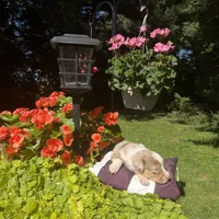 Kipp, a male Australian Shepherd for sale in Centerville, IA – 2 of 6