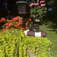Oreo, a male Australian Shepherd for sale in Centerville, IA – 2 of 6