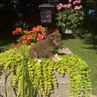 Oakley, a female Australian Shepherd for sale in Centerville, IA – 6 of 6