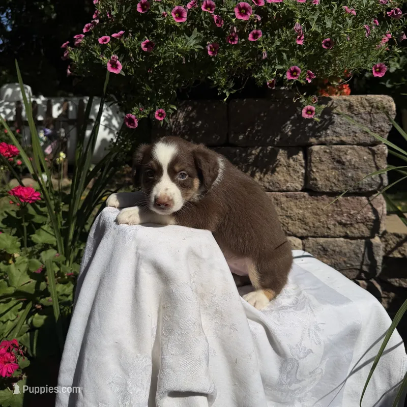 Kurt – Australian Shepherd puppy for sale in Centerville, IA