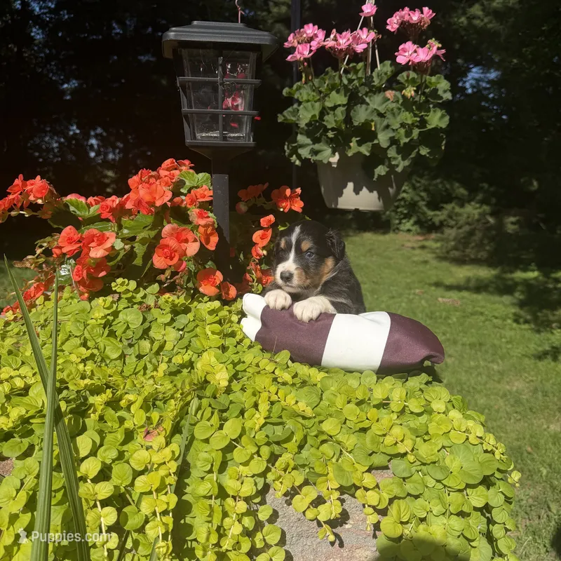 Odessa – Australian Shepherd puppy for sale in Centerville, IA