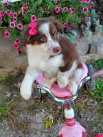 Kai, a female Australian Shepherd for sale in Centerville, IA – 2 of 4