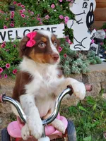 Kaylee, a female Australian Shepherd for sale in Centerville, IA – 2 of 5