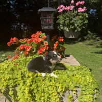 Kate, a female Australian Shepherd for sale in Centerville, IA – 6 of 6
