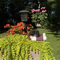 Bear, a male Australian Shepherd for sale in Centerville, IA – 2 of 7