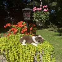 Kaylee, a female Australian Shepherd for sale in Centerville, IA – 5 of 7
