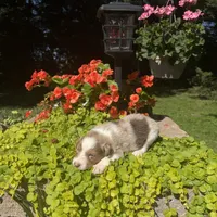 Kipp, a male Australian Shepherd for sale in Centerville, IA – 3 of 6