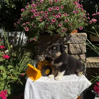 Oreo, a male Australian Shepherd for sale in Centerville, IA – 3 of 5