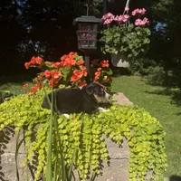 Odessa, a female Australian Shepherd for sale in Centerville, IA – 6 of 6