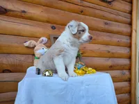 Grady, a male Australian Shepherd for sale in Centerville, IA – Photo 5 of 6