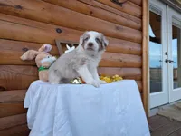 Grady, a male Australian Shepherd for sale in Centerville, IA – Photo 4 of 6