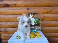 Grady, a male Australian Shepherd for sale in Centerville, IA – Photo 3 of 6