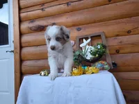 Grady, a male Australian Shepherd for sale in Centerville, IA – Photo 2 of 6