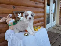 Grady, a male Australian Shepherd for sale in Centerville, IA – Photo 1 of 6