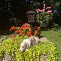 Korey, a male Australian Shepherd for sale in Centerville, IA – 6 of 6