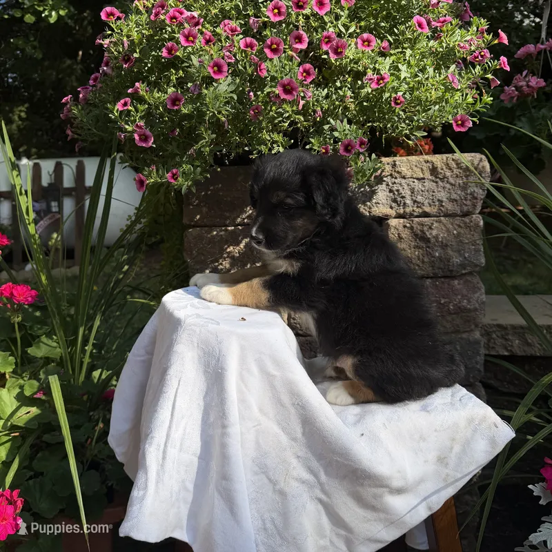 Bear – Australian Shepherd puppy for sale in Centerville, IA