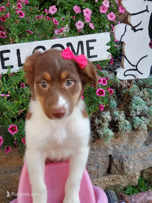 Kinza – Australian Shepherd puppy for sale in Centerville, IA
