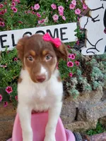 Kinza, a female Australian Shepherd for sale in Centerville, IA – 1 of 5