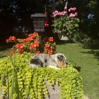 Olivia, a female Australian Shepherd for sale in Centerville, IA – 7 of 7