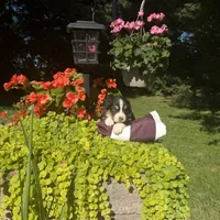 OriAna, a female Australian Shepherd for sale in Centerville, IA – 2 of 5