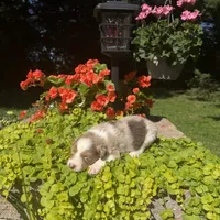 Kipp, a male Australian Shepherd for sale in Centerville, IA – 4 of 6