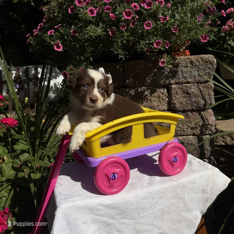 Kaylee – Australian Shepherd puppy for sale in Centerville, IA