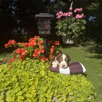 Orli, a male Australian Shepherd for sale in Centerville, IA – 3 of 7