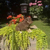Oakley, a female Australian Shepherd for sale in Centerville, IA – 5 of 6