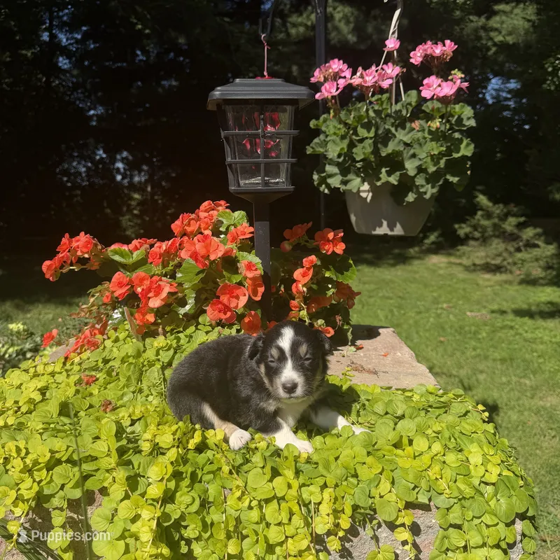 Kate – Australian Shepherd puppy for sale in Centerville, IA