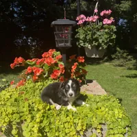 Kate, a female Australian Shepherd for sale in Centerville, IA – 1 of 6