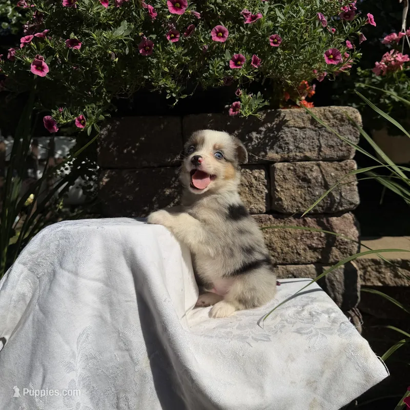 Ottis – Australian Shepherd puppy for sale in Centerville, IA