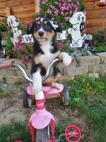 Kate, a female Australian Shepherd for sale in Centerville, IA – 2 of 5