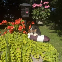 Odessa, a female Australian Shepherd for sale in Centerville, IA – 4 of 6