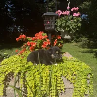 Oreo, a male Australian Shepherd for sale in Centerville, IA – 6 of 6
