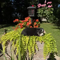 Bobby, a male Australian Shepherd for sale in Centerville, IA – 4 of 5