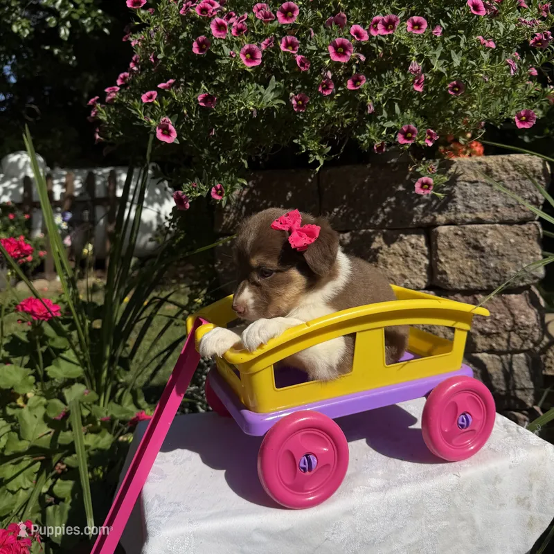 Kinza – Australian Shepherd puppy for sale in Centerville, IA