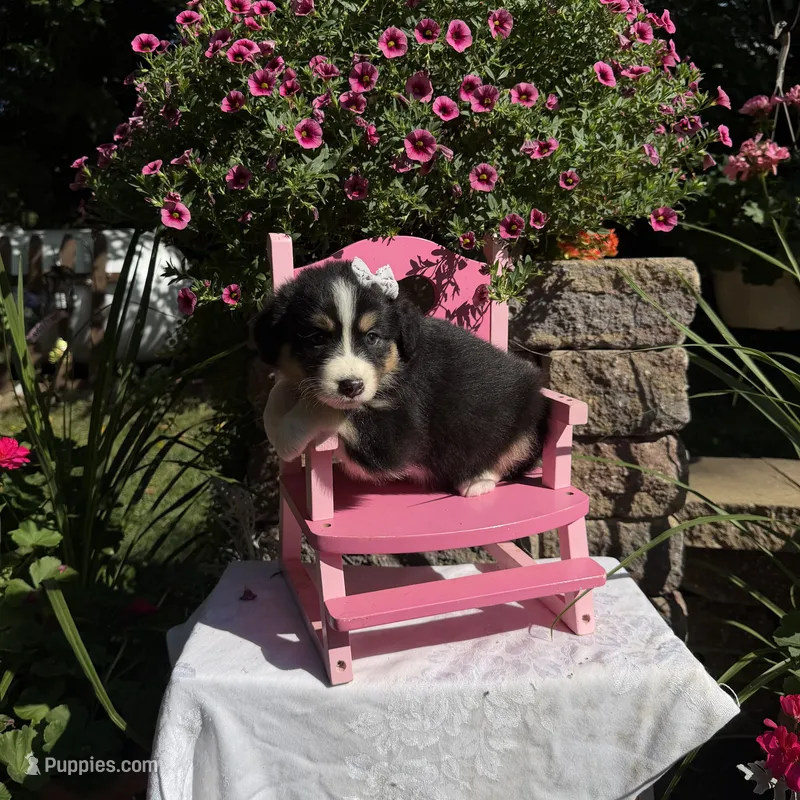 OriAna – Australian Shepherd puppy for sale in Centerville, IA