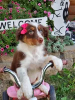 Kaylee, a female Australian Shepherd for sale in Centerville, IA – 3 of 5