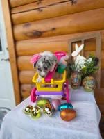 Grace, a female Australian Shepherd for sale in Centerville, IA – Photo 4 of 5