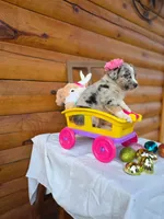 Grace, a female Australian Shepherd for sale in Centerville, IA – Photo 5 of 5