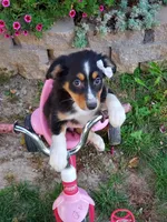 Kate, a female Australian Shepherd for sale in Centerville, IA – 1 of 5